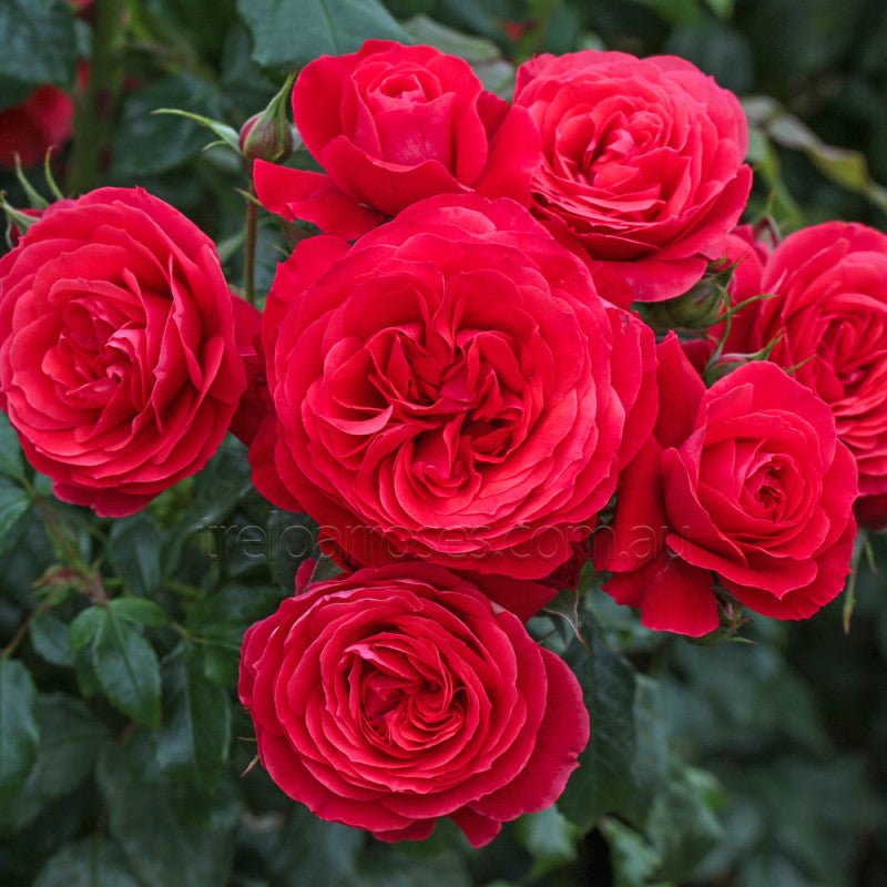 Rose 'Gift Of Friendship' (Bareroot) - Ladybird Nursery