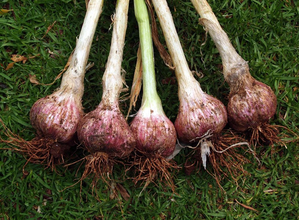 Garlic 'Glen large' - Ladybird Nursery