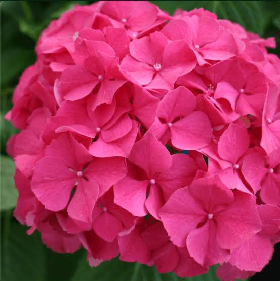 Hydrangea 'Glowing Alps'