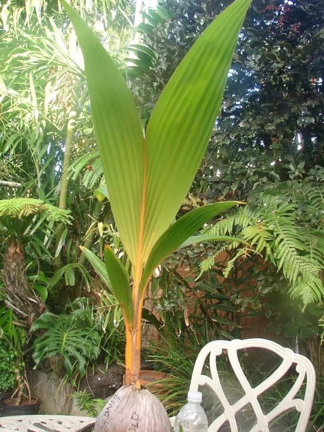Malay Dwarf Gold Coconut Tree