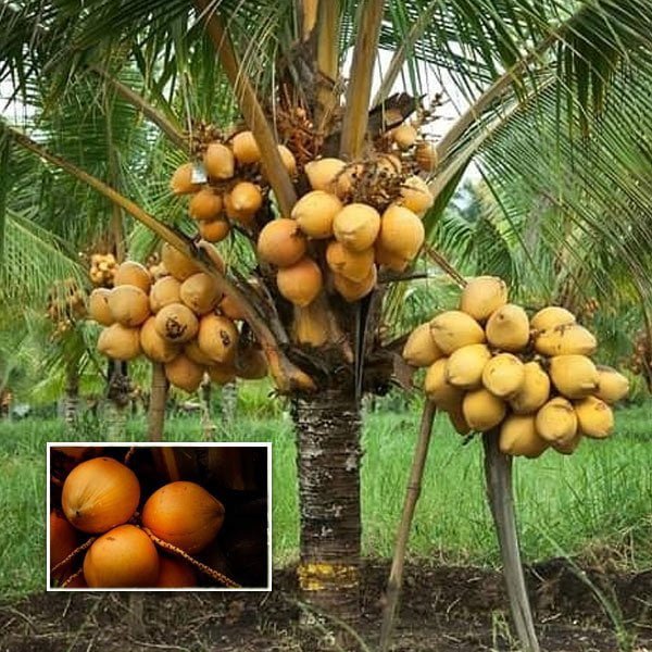 Malay Dwarf Gold Coconut Tree - Ladybird Nursery