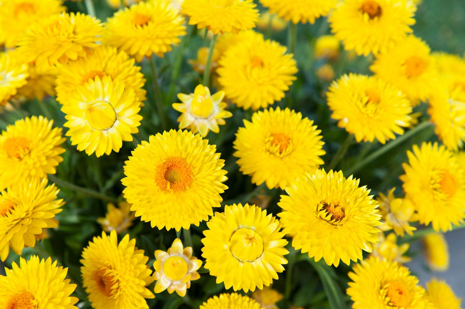 Paper Daisy 'Granvia Gold' (Bracteantha) - Ladybird Nursery