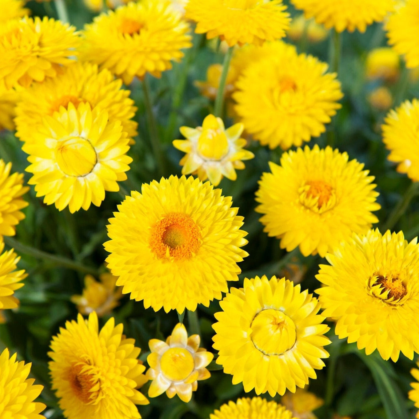 Paper Daisy 'Granvia Gold' (Bracteantha) - Ladybird Nursery