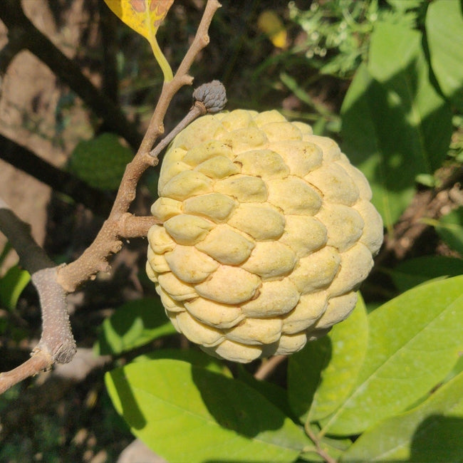 Custard Apple Late Gold