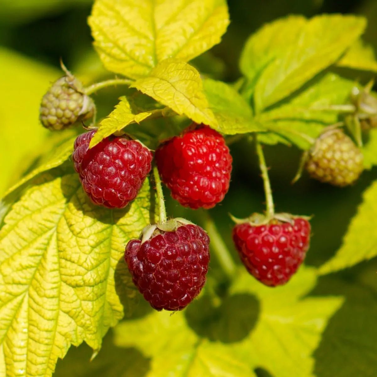 Raspberry Golden Glitz - Ladybird Nursery