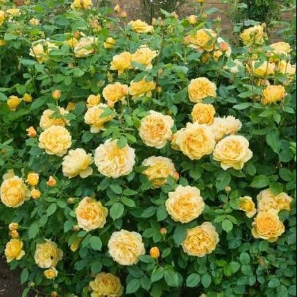 Rose 'Golden Celebration' (David Austin) - Large - Ladybird Nursery