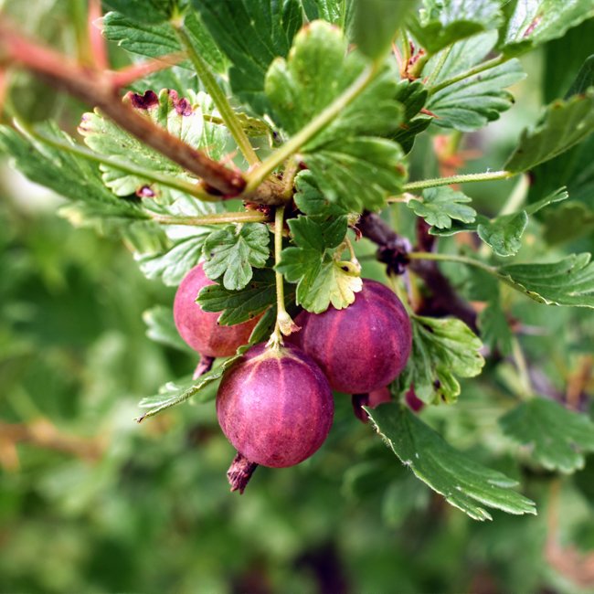 Gooseberry 'Captivator' - Ladybird Nursery