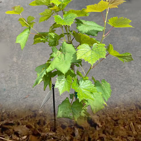 Grape Carina Currant