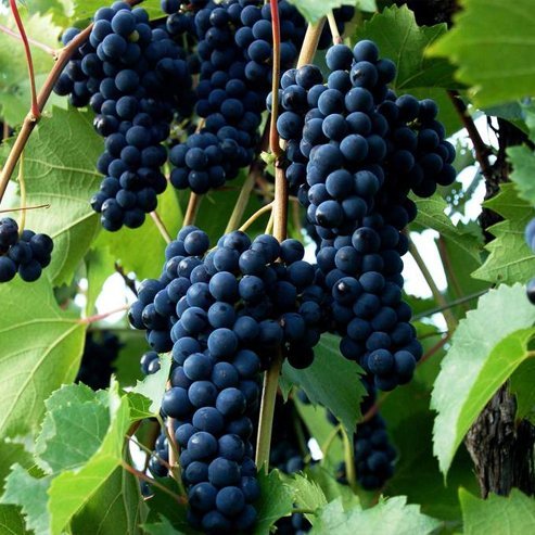 Grape Carina Currant (QLD only) - Ladybird Nursery