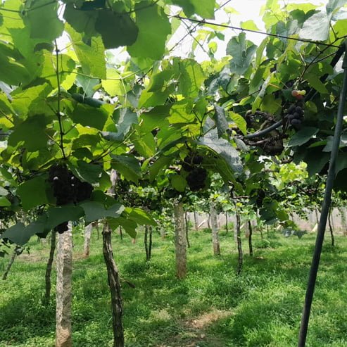 Grape Isabella Black (QLD ONLY) - Ladybird Nursery