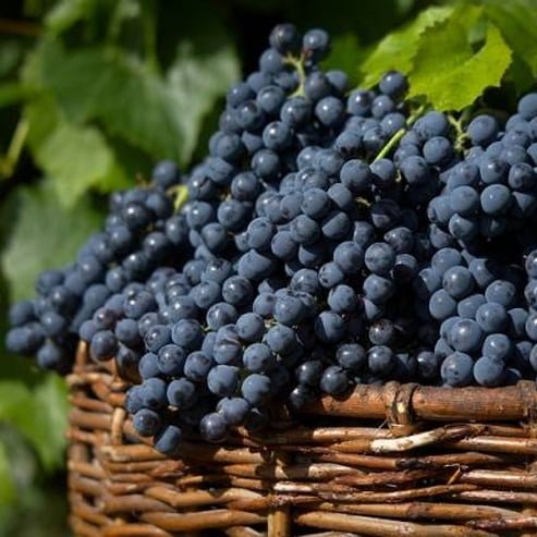 Grape Isabella Black (QLD ONLY) - Ladybird Nursery