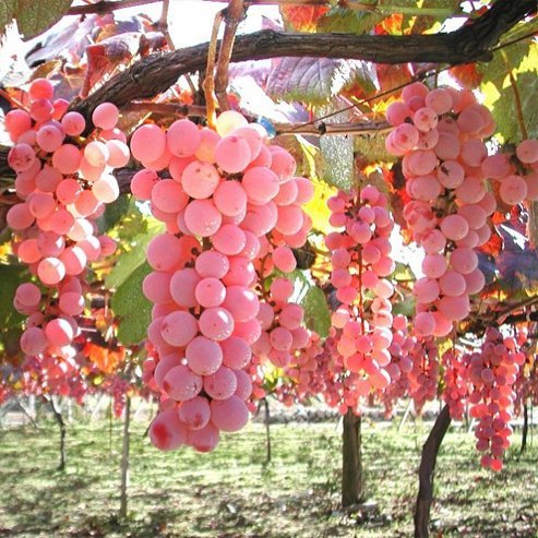 Grape Pink Iona (Qld only) - Ladybird Nursery