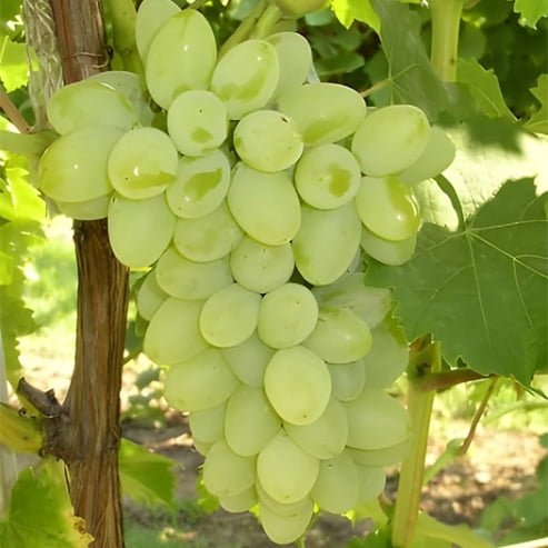 Grape Thompson Seedless (Sultana) QLD ONLY - Ladybird Nursery