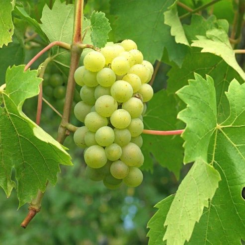 Grape Waltham Cross (QLD only) - Ladybird Nursery