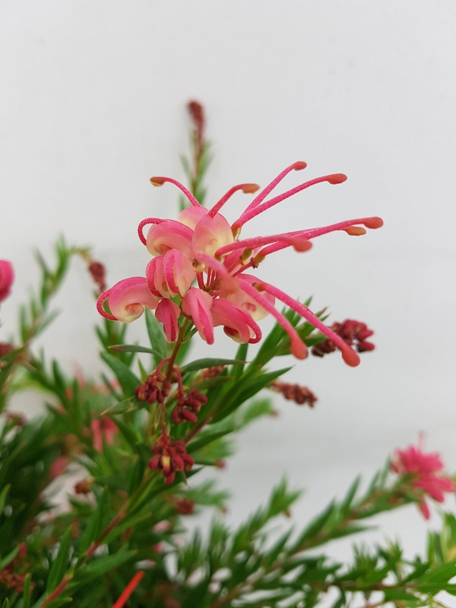 Grevillea Pink Pixie (Grevillea rosmarinifolia) - Ladybird Nursery