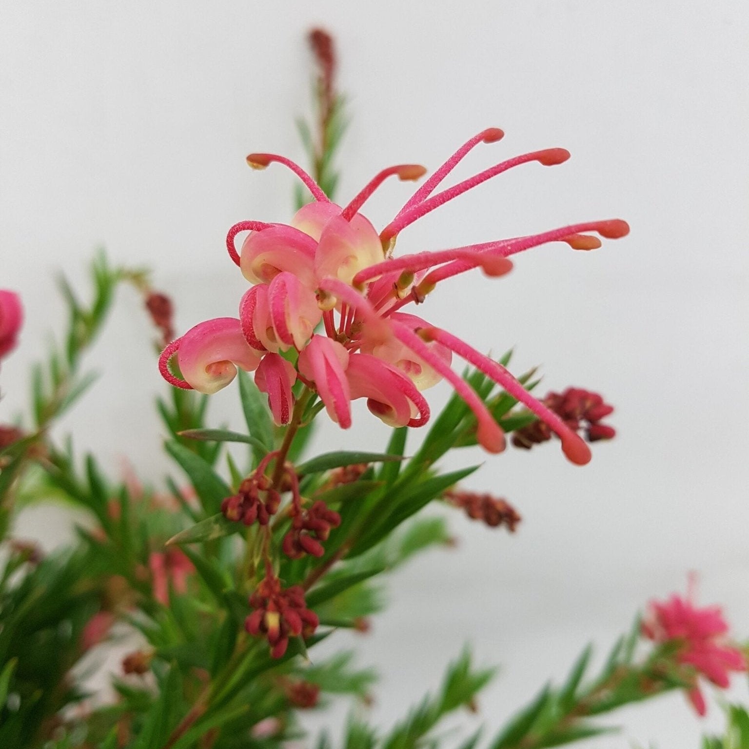 Grevillea Pink Pixie (Grevillea rosmarinifolia) - Ladybird Nursery