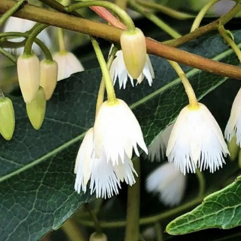 Blueberry Ash Green Dream (Elaeocarpus reticulatus) - Ladybird Nursery