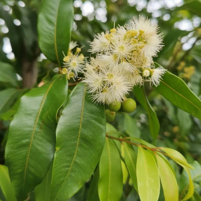 Green Avenue (Waterhousia floribunda) - Ladybird Nursery