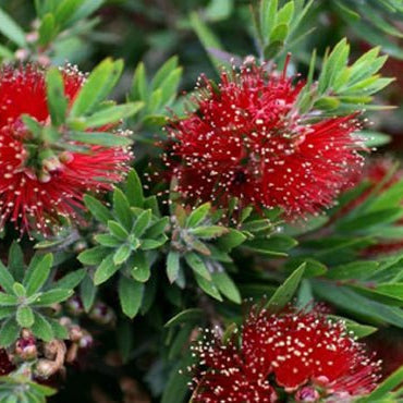 Green Envy (Callistemon viminalis) - Ladybird Nursery