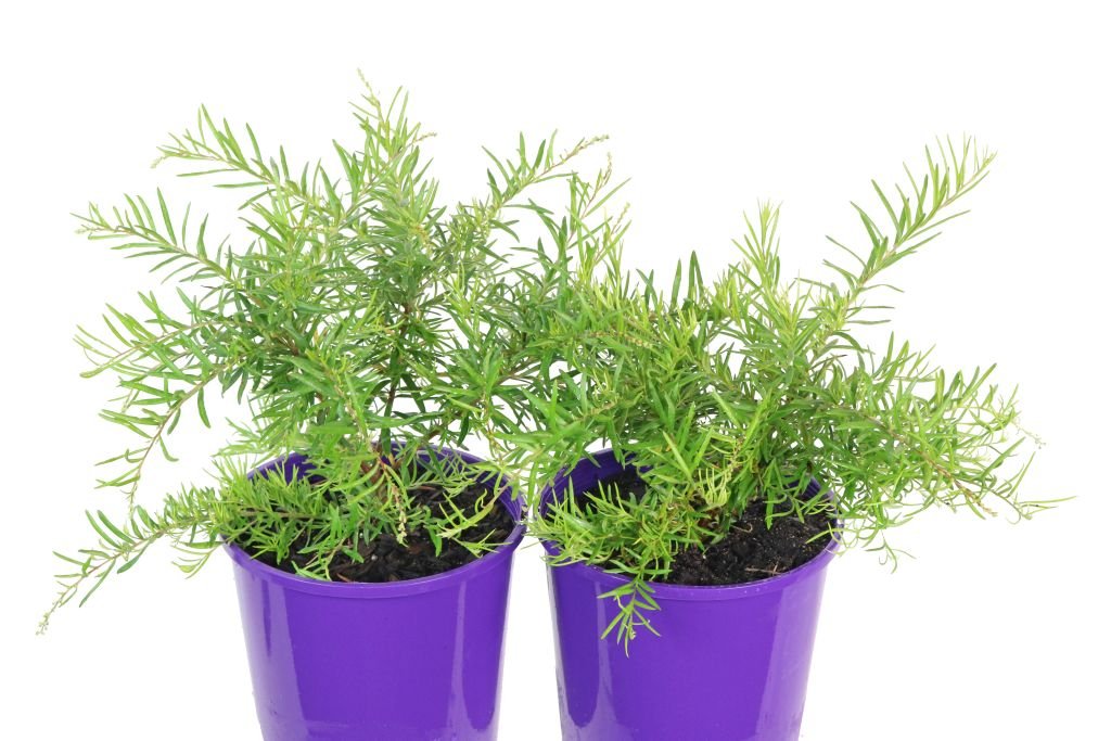Grevillea Lemon Daze - Ladybird Nursery