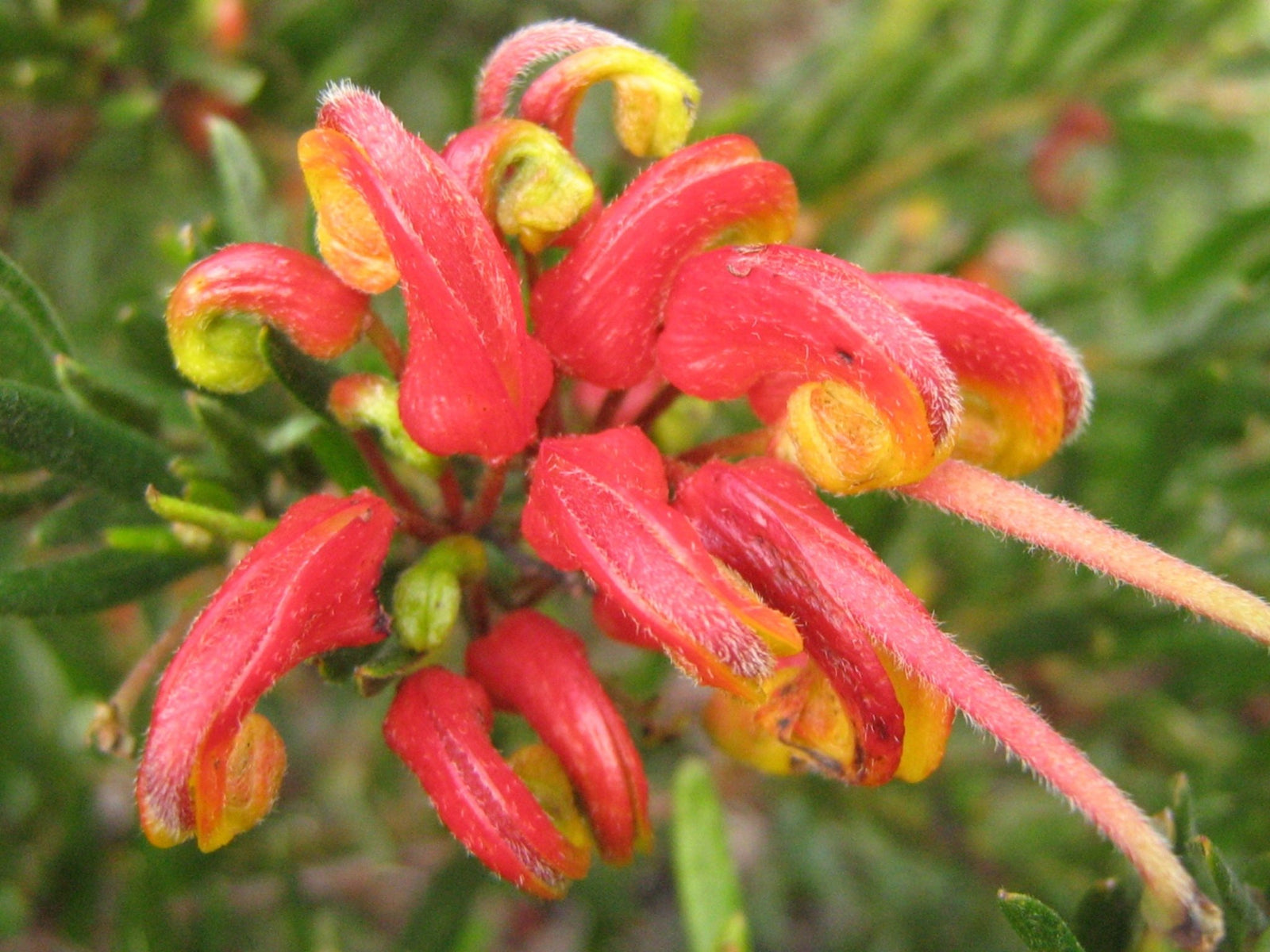 Grevillea Bonnie Prince Charlie - Ladybird Nursery
