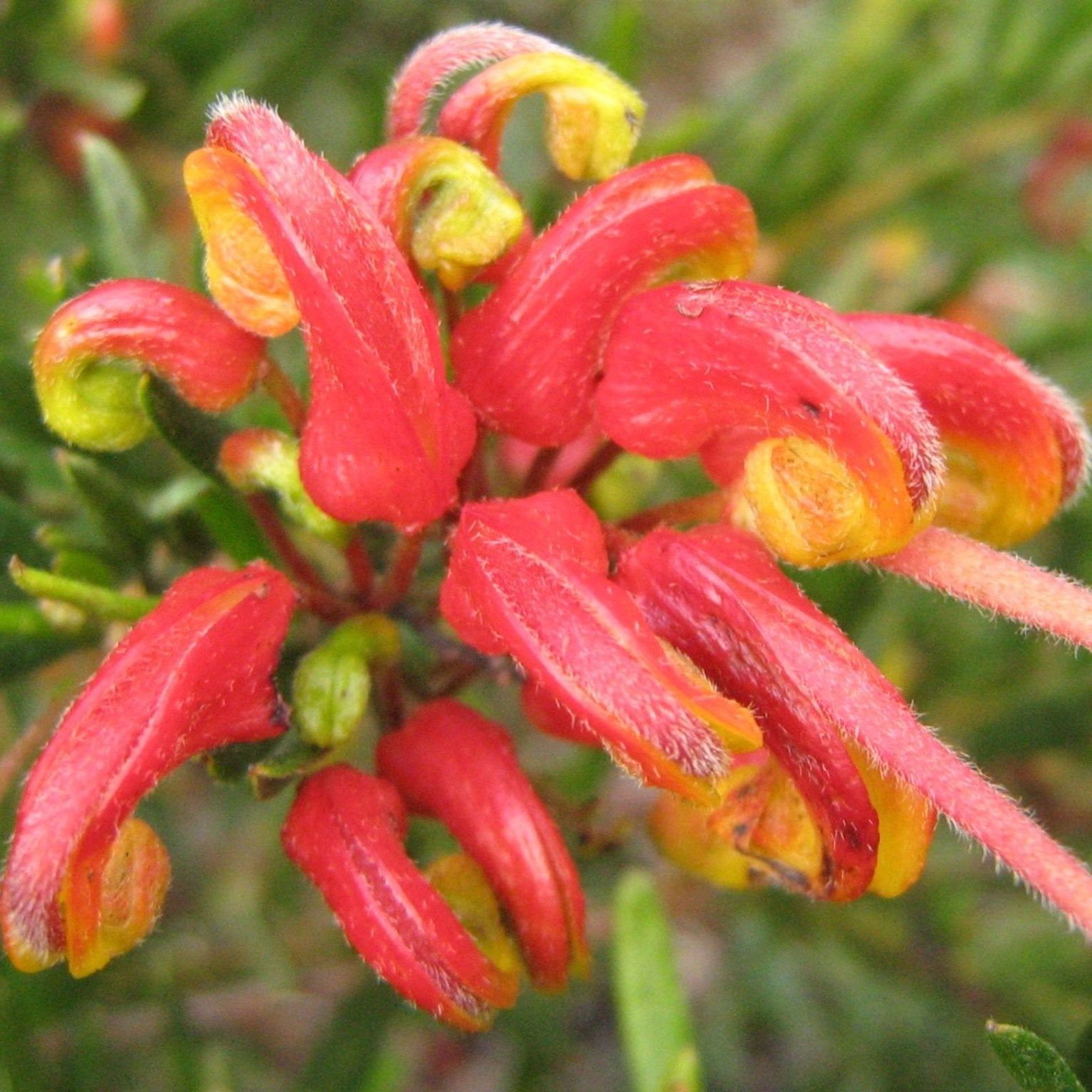 Grevillea Bonnie Prince Charlie - Ladybird Nursery