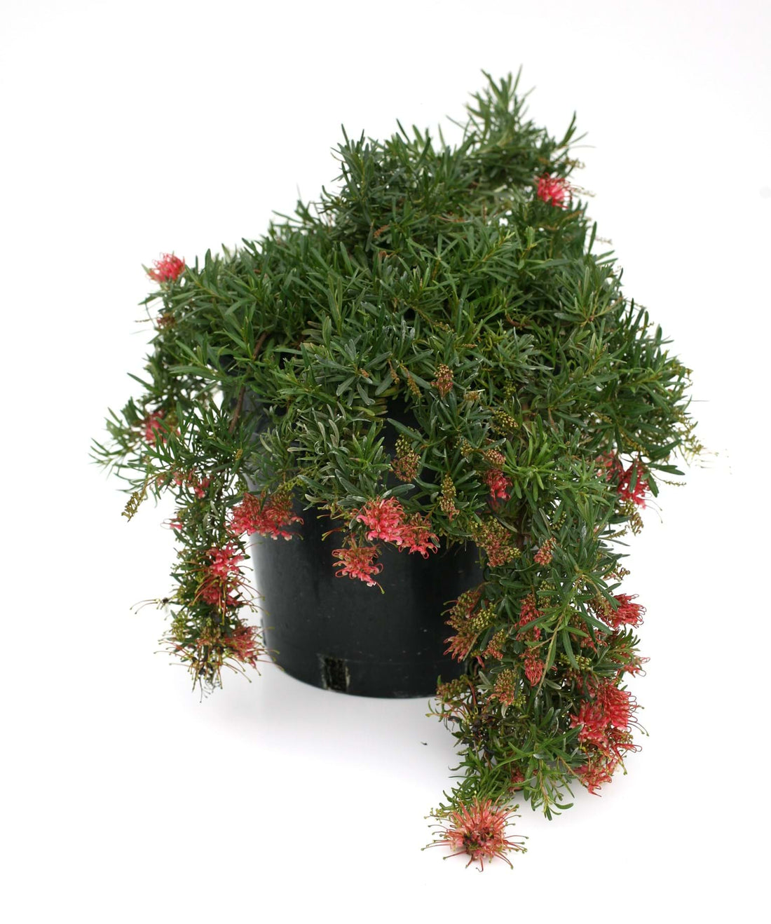 Grevillea Gin Gin Jewel - Ladybird Nursery