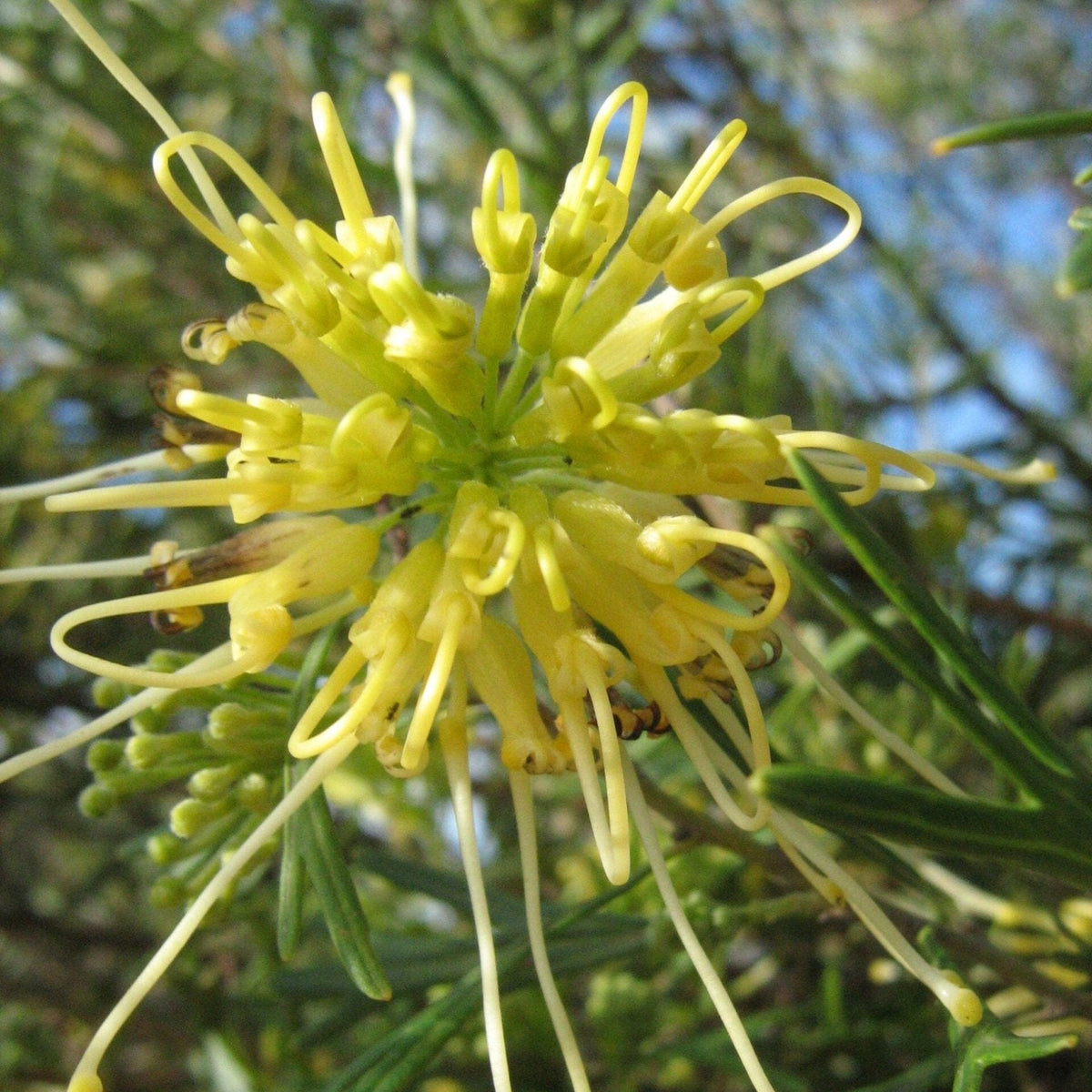 Grevillea Lemon Supreme - Ladybird Nursery