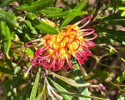 Grevillea olivacea - Ladybird Nursery