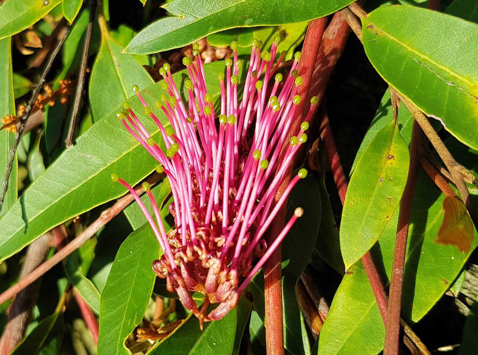 Grevillea Poorinda Royal Mantle - Ladybird Nursery