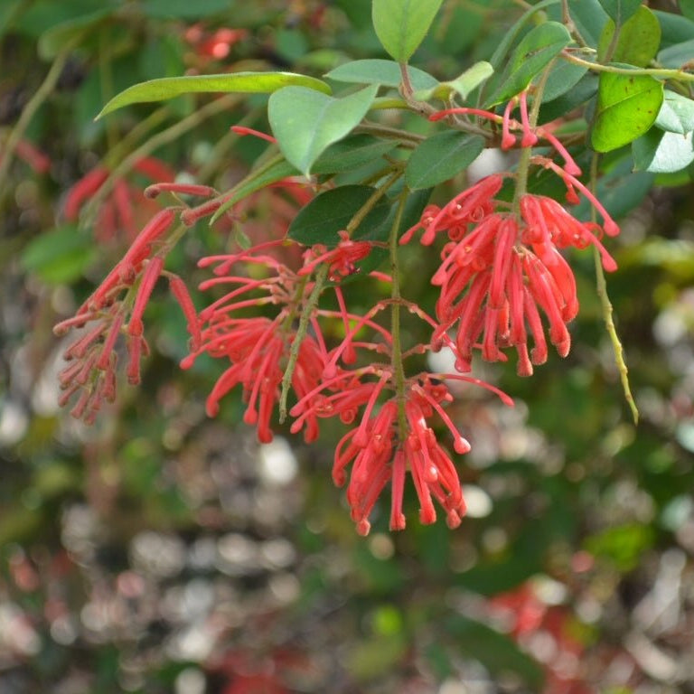 Grevillea Deua Flame - Ladybird Nursery