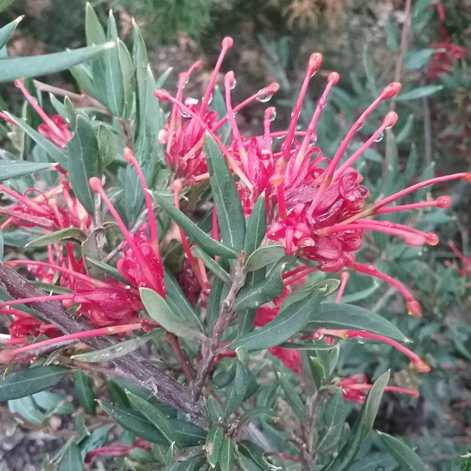 Grevillea Splendour - Ladybird Nursery