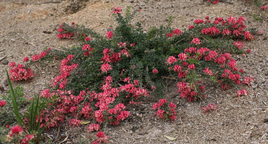 Grevillea Strawberry Smoothie - Ladybird Nursery