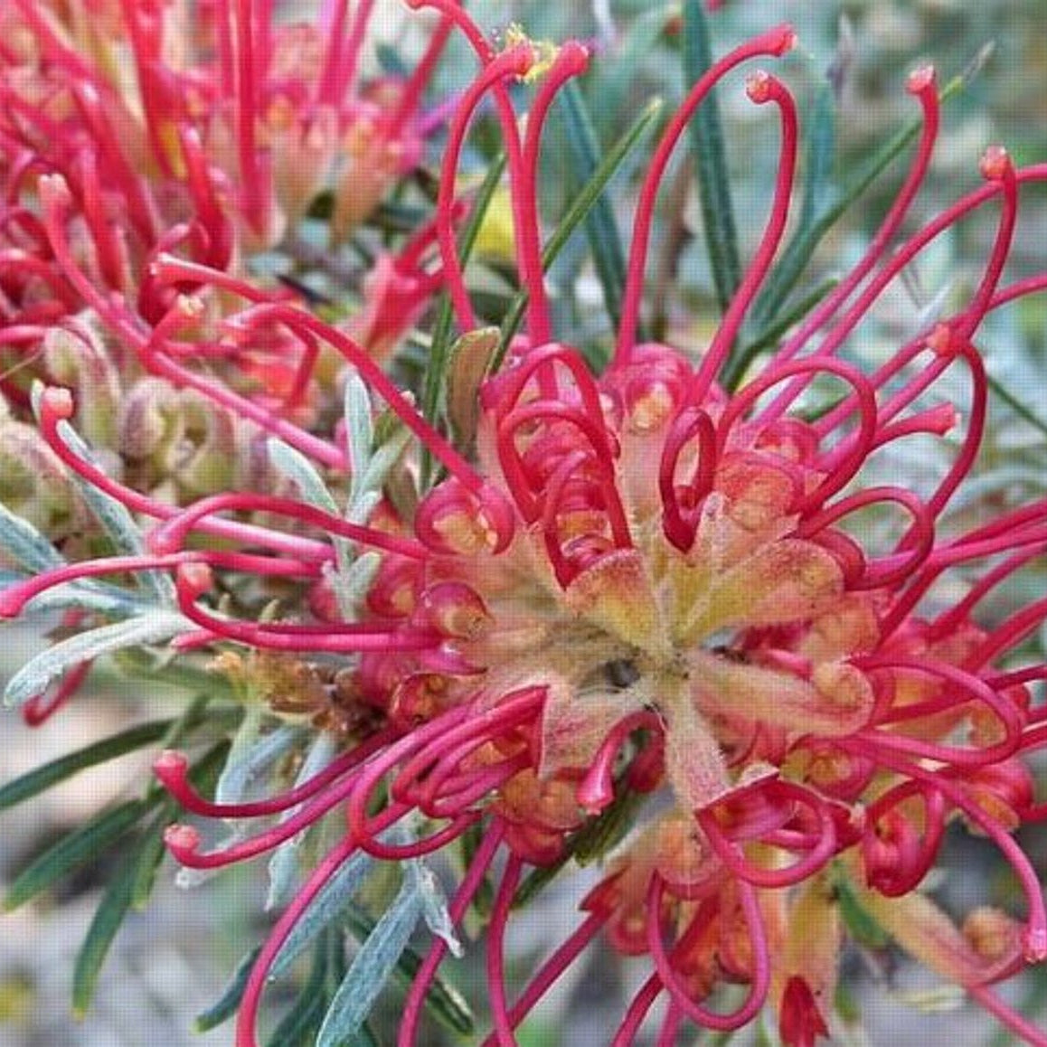 Grevillea 'Spirit of ANZAC' - Ladybird Nursery