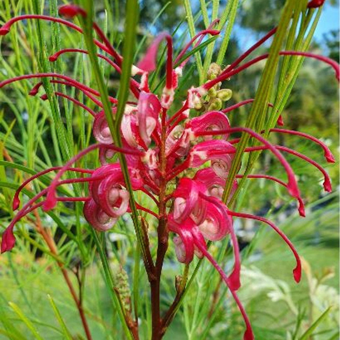 Grevillea Cherry Pie - Ladybird Nursery