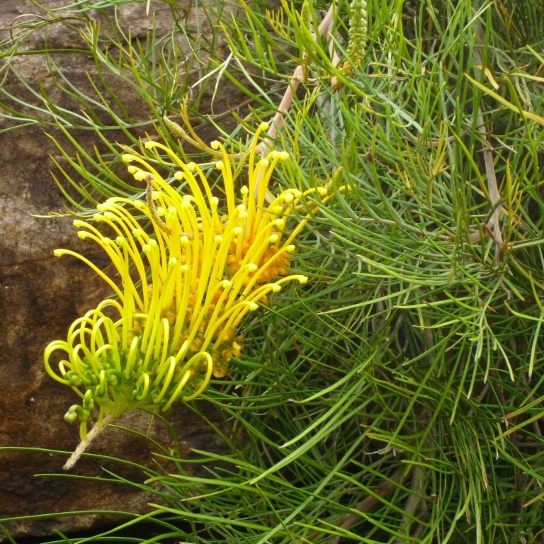 Grevillea Cooroora Cascade - Ladybird Nursery