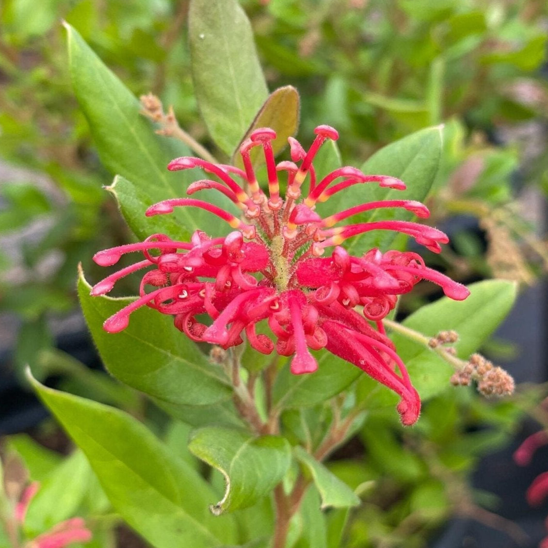 Grevillea Deua Flame - Ladybird Nursery