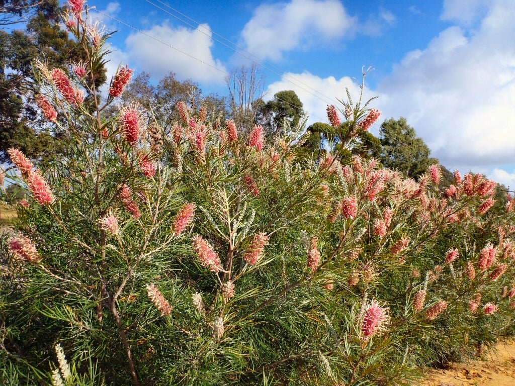 Grevillea Majestic - Ladybird Nursery