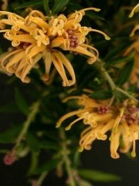 Grevillea x. rhyolitica Sunkissed (Grevillea juniperina) - Ladybird Nursery