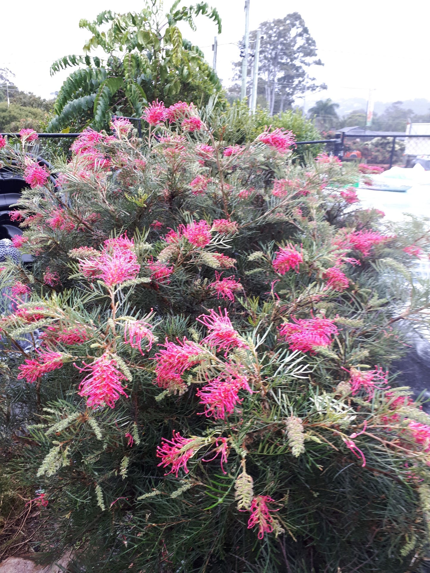 Grevillea 'Lollypops'