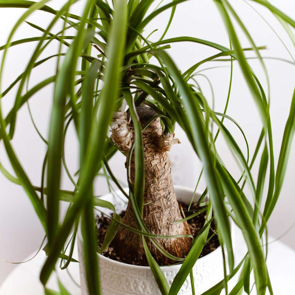 Ponytail Palm (Beaucarnea recurvata) - Ladybird Nursery