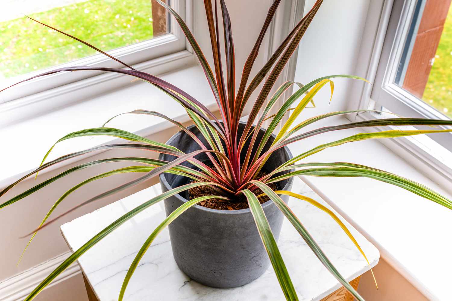 Cordyline Red Edge (Cordyline australis) - Ladybird Nursery