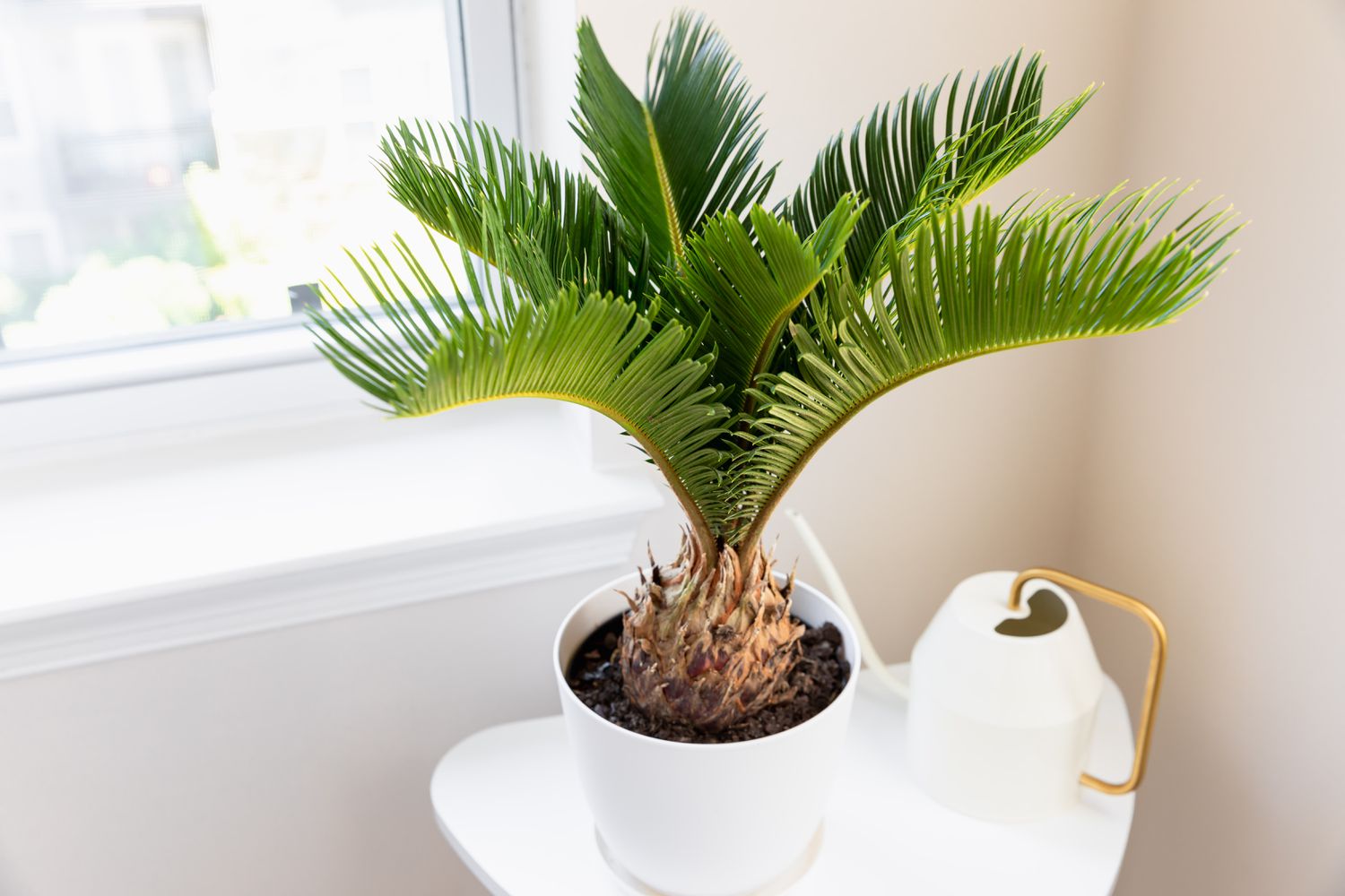 Sago Palm (Cycas revoluta) - Ladybird Nursery