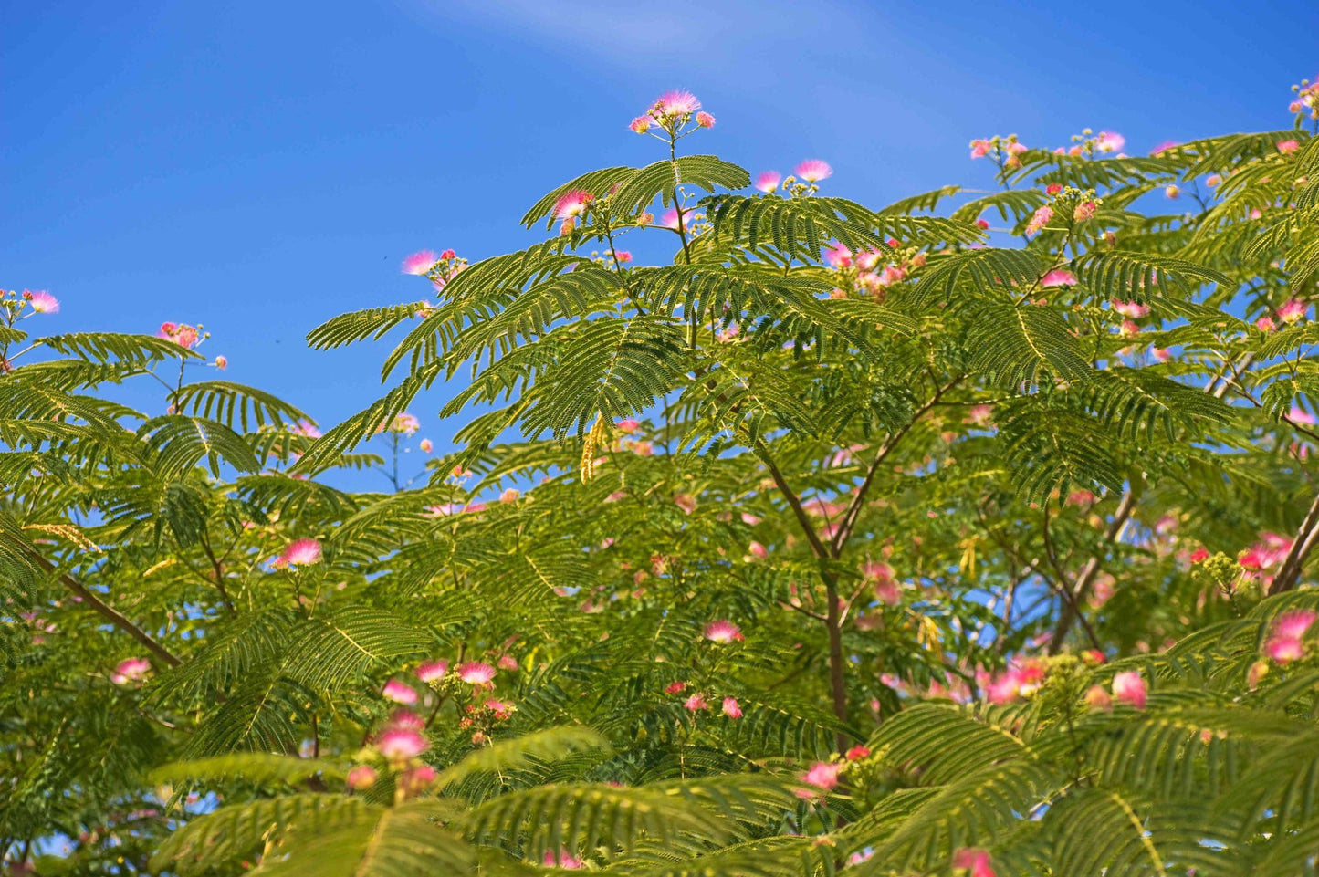 Silk Tree Pink (Albizia julibrissin)