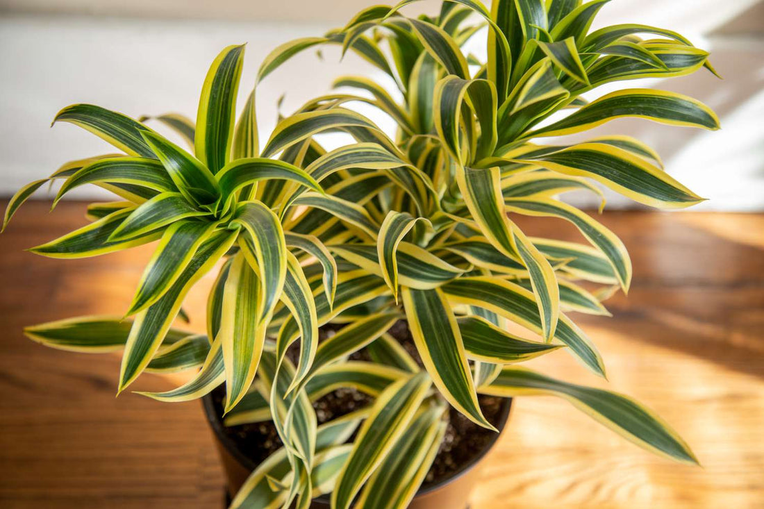 Song of India (Dracaena reflexa) - Ladybird Nursery
