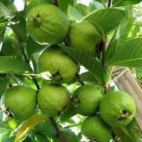 Guava 'Thai White' - 200mm Pot - Ladybird Nursery
