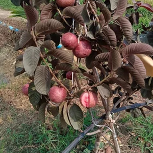 Guava Purple Malay - Ladybird Nursery