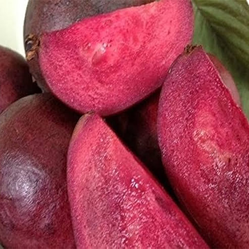 Guava Purple Malay - Ladybird Nursery