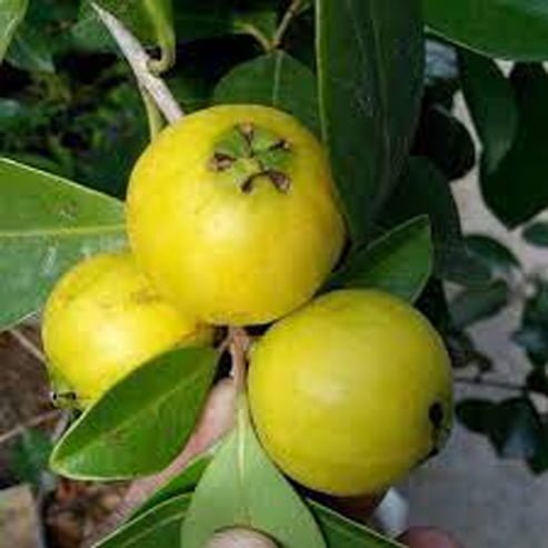 Guava Yellow Cherry 90mm - Ladybird Nursery
