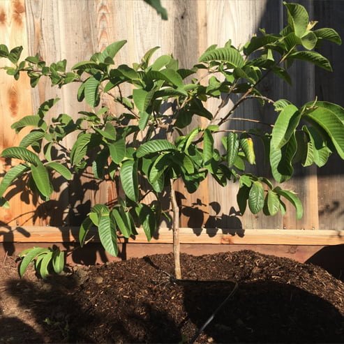Guava Yellow Cherry - Ladybird Nursery